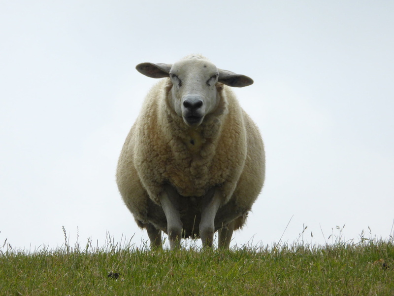 top, sheep, land, farm, looking at camera, lamb, animal, 1080P, field, vertebrate, lookout, livestock, north sea, pets, one animal, green Color, nordfriesland
