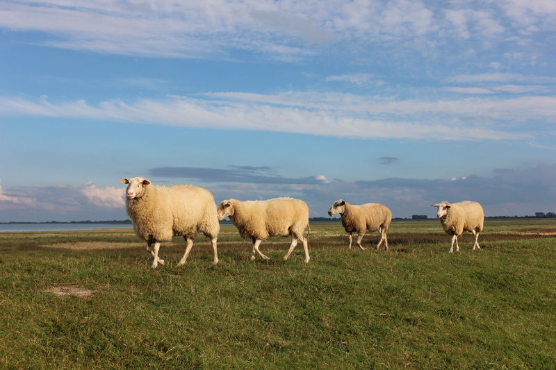 pasture, cattle, Dike, agriculture, sky, daytime, four, livestock, cloud - sky, non-Urban Scene, green Color, Varel, nature, herd, Sheep, domestic animals