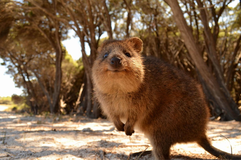 1080P, animals australia quokka