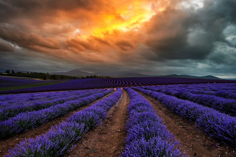clouds, flowers, Tasmania, Australia, field, 1080P, Nature, lavender