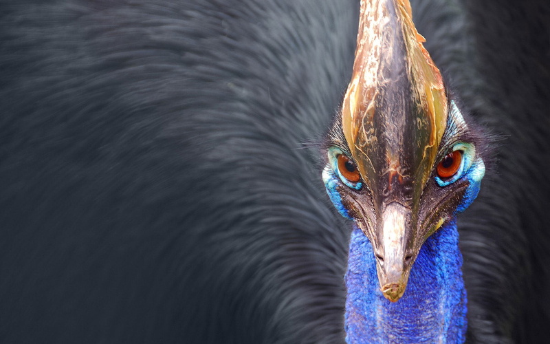 mammal, focus on foreground, bird, day, one animal, beak, birds, animal, animals in the wild, portrait, Australia, animal wildlife, looking at camera, animals