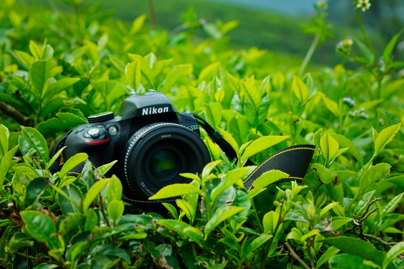close-up, black color, beauty, plant part, photographic equipment, beauty in nature, camera lover, nikon, 3300d, slr camera, photography themes, camera