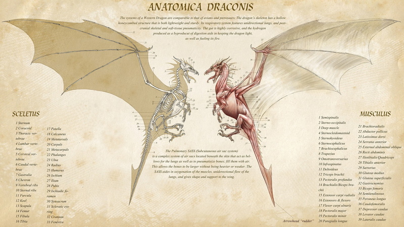 no people, nature, anatomica, the past, fantasy art, architecture, newspaper, infographics, history, communication, cut out, dragon, old, document, antique