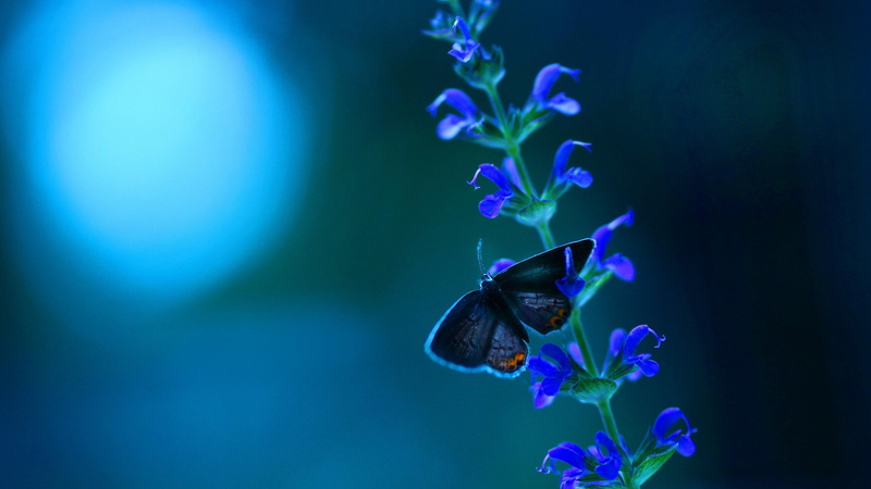 electric blue, close up, organism, flower, butterfly, 4K, cobalt blue, blue flower, macro photography