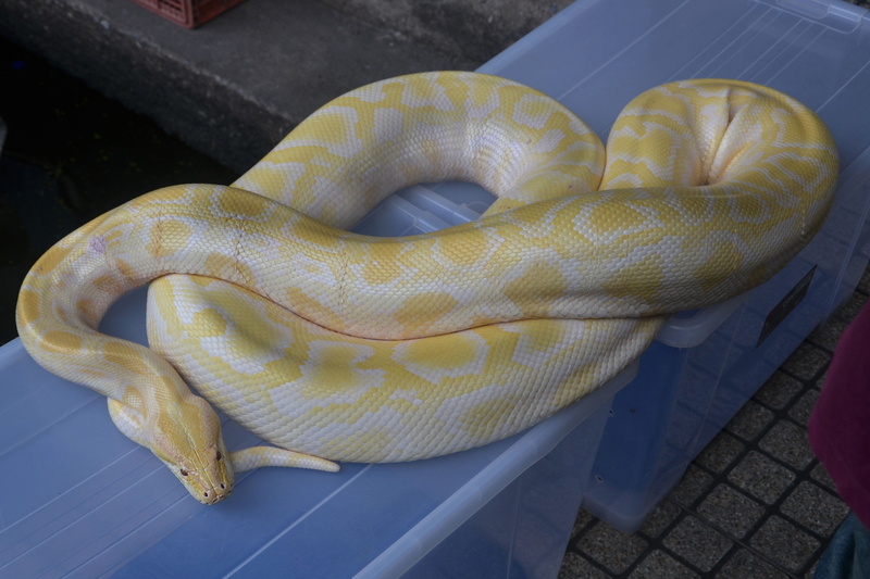 warning sign, day, reptile, pet, yellow, animals in the wild, wild, predator, zoo, sinister, totes, serpent, white, species, animal scale, attack, communication