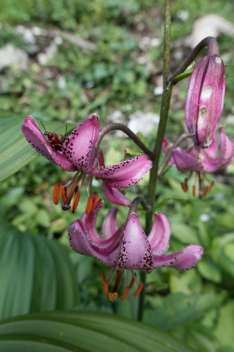 pink color, petal, green color, wild plants, close up, flowering plant, violet, bloom, no people, nature, plant, pollen, vulnerability, day, fragility