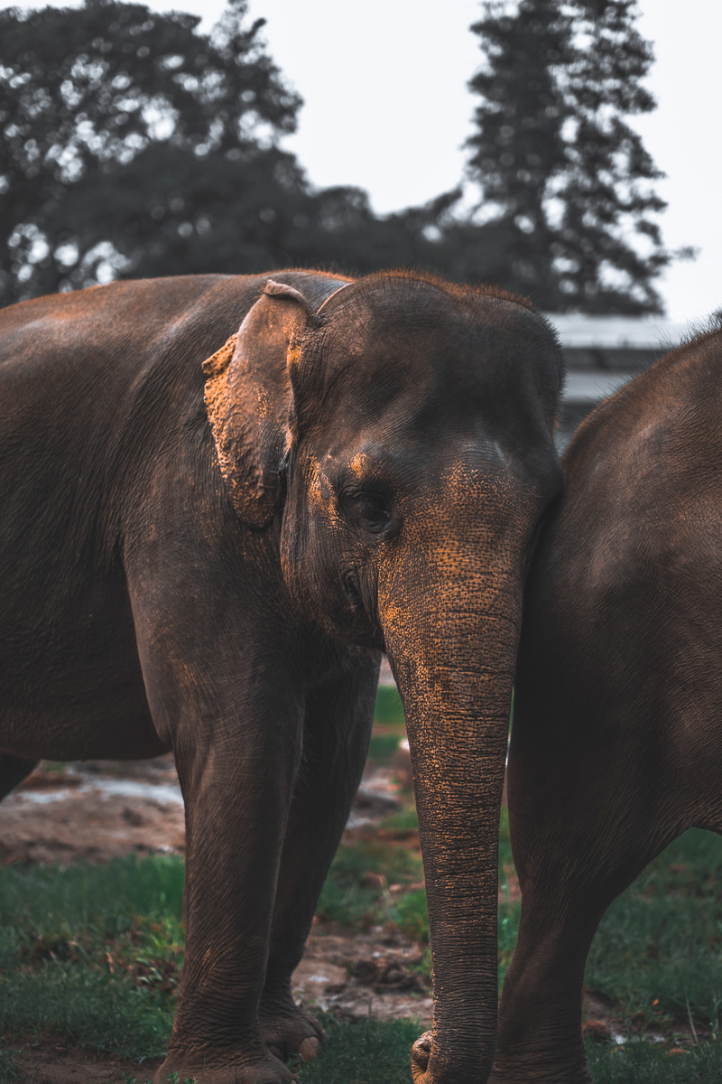 plant, domestic animals, elephant, 5K, wildlife, rhino, brown, canine, beak, outdoors, daytime, green, heron, tree, land, focus on foreground, two, bag