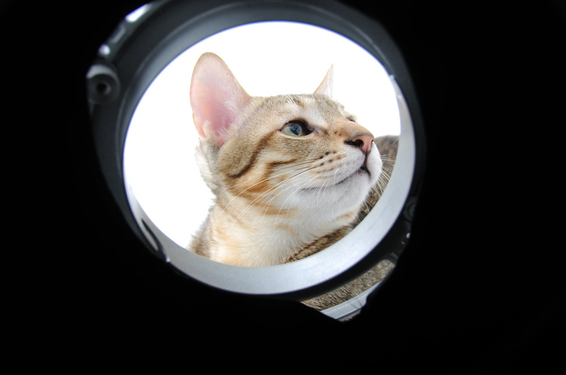 black background, animal themes, close-up, pets, whisker, indoors, domestic, looking up, car, animal, domestic animals, circle, 4K, vertebrate, mammal