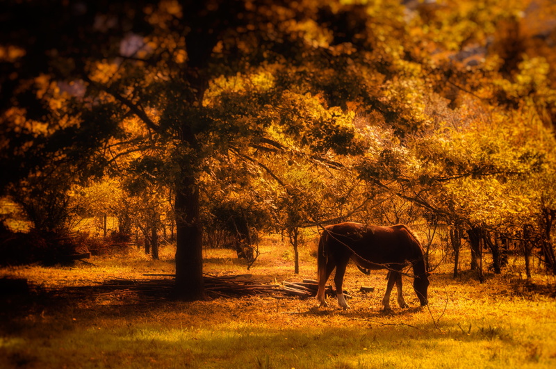 4K, grazing, field, animal, animal wildlife, sunset, tree, equine, domestic, silhouette, land, herbivorous, orange, standing, one animal, plant, pets