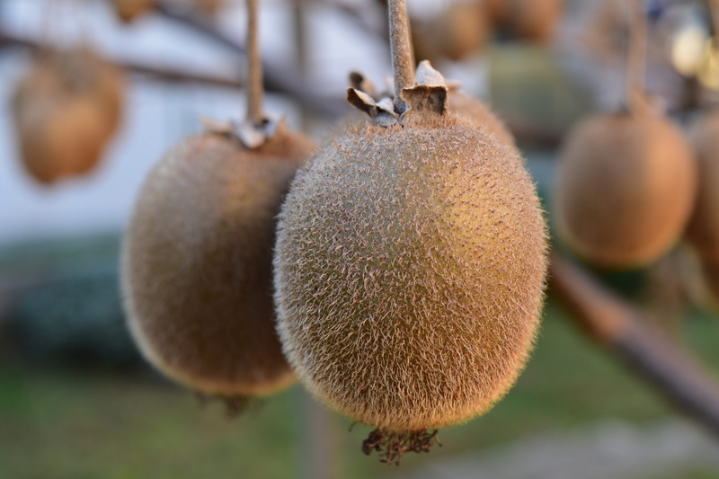foods, 5K, freshness, ellipse, hanging, plant, wellbeing, close-up, organic, fruit, healthy eating, crop, ripe, food and drink, kiwi, day, food, focus on foreground