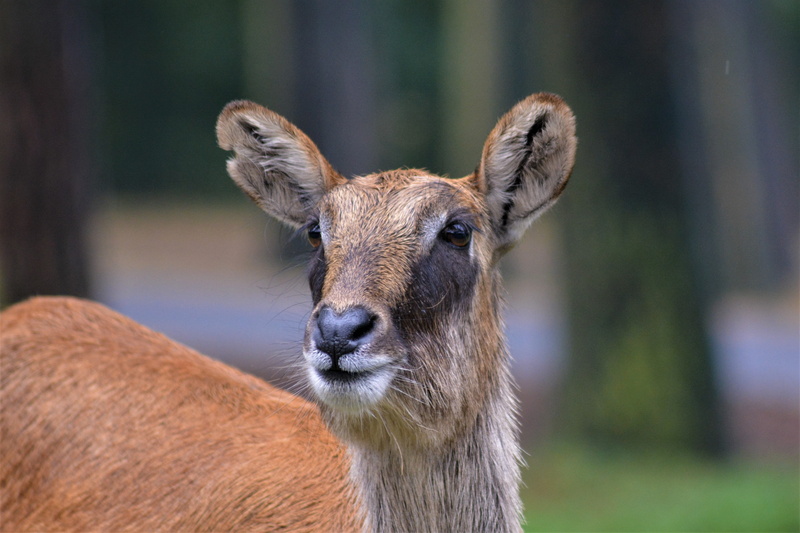 ellipses water bock, one animal, serengeti park, portrait, vertebrate, focus on foreground, animal wildlife, no people, close-up, day, pretty, animal body part