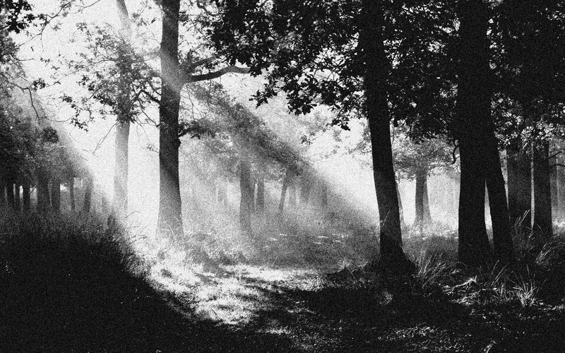 tranquility, forest, land, shadow, monochrome, environment, plant, tree trunk, trees, no people, day, trunk, photography, nature, sunlight, water, outdoors