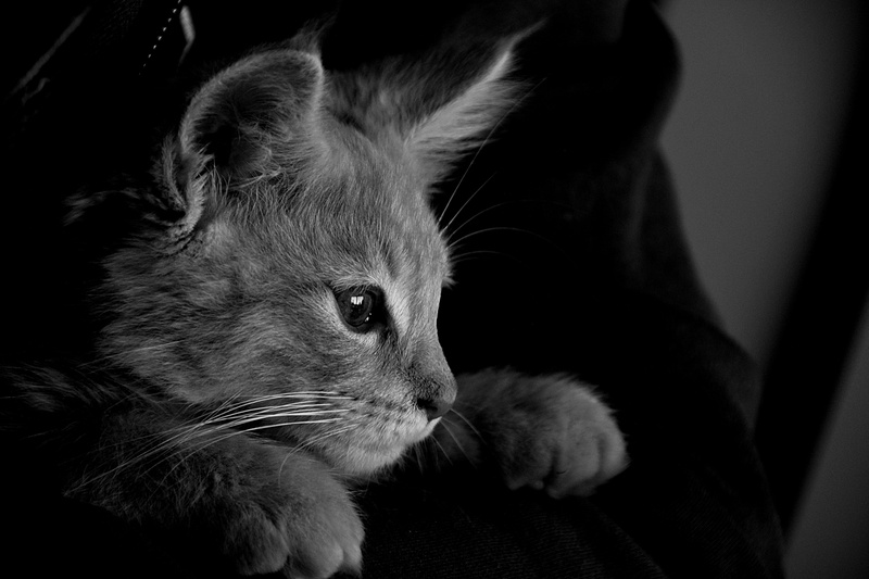 relaxation, pets, cat, indoors, monochrome, animal head, close-up, domestic, no people, 5K, profile view, grey, animal body part, animal themes, black background