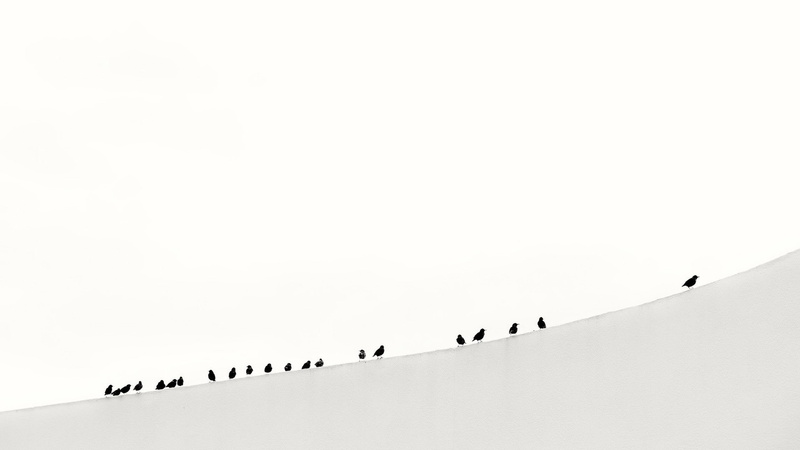 photography, animals, 1080P, birds, hill, nature, monochrome, minimalism, winter, snow