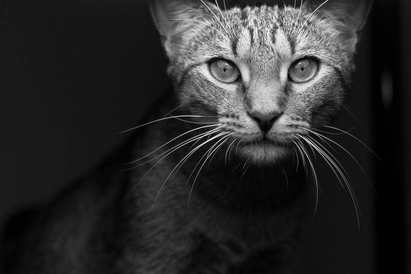 animal body part, monochrome, animal, tabby, domestic, domestic animals, feline, domestic cat, animal eye, whisker, mammal, animals, animal mouth, black background