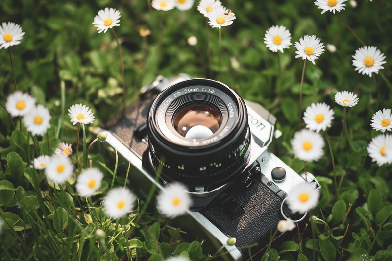 eko, 50mm, freshness, photographing, camera, digital camera, nature, beauty in nature, technology, photography themes, focus, lens, plant, green, white