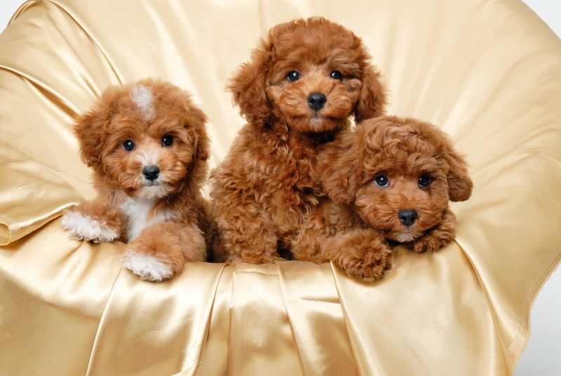 fur, looking at camera, animal family, domestic Animals, sitting, canine, coated, friendship, down, group of animals, indoors, mammal, purebred Dog, animal themes