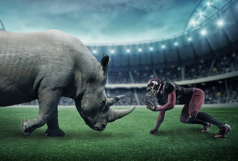 adult, competitive sport, competition, gray, ball, sports team, 1080P, aggression, effort, sports, wild animals, crowd, athlete, rivalry, group of people