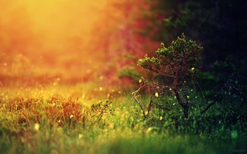 plants, green, grass, snapshot, nature, amazing, landscape, 1080P, plant, brown