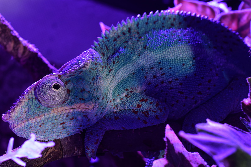 tropical, nosy faly, animal themes, pangolin, lizards, animal scale, purple, head, panther chameleon, nature, vertebrate, outdoors, tired, water, day, animals in the wild