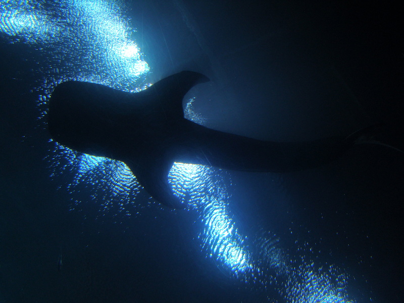 Rhincodon typus, sea, whale shark, south  atlanta, shark, poisson, image, Chondrichthyes, hammerhead, silhouette, foto, pesci, world, filter feeder, 2K