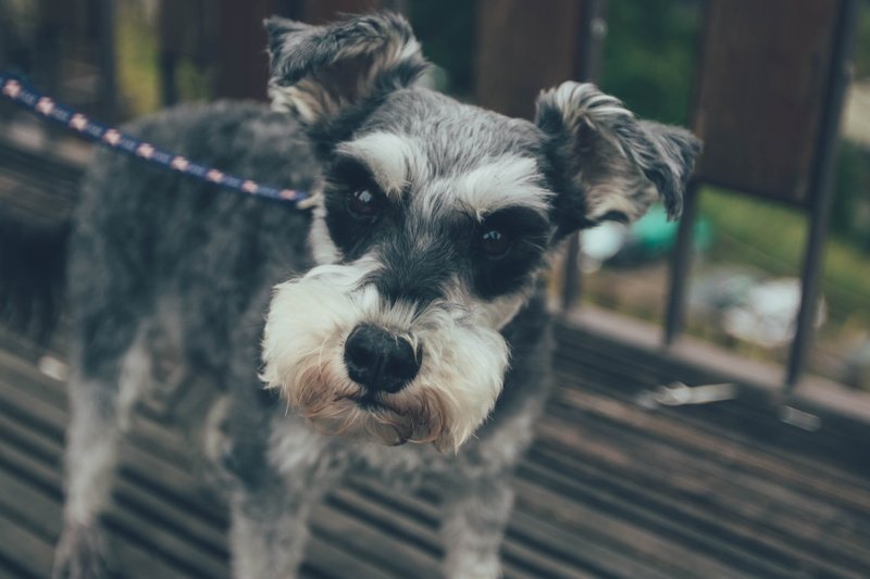 canine, 5K, day, one animal, close-up, looking at camera, dog, outdoors, mammal, wood - material, focus on foreground, Schnauzer, vertebrate, portrait