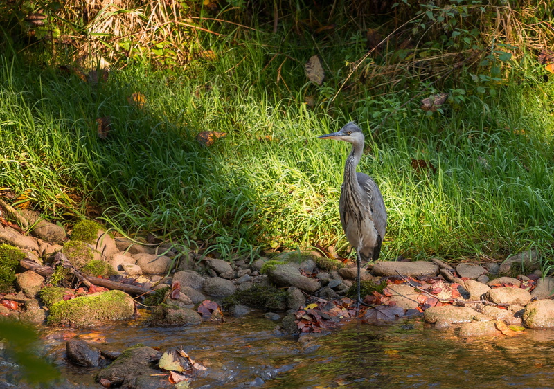 migratory path, rocks, loneliness, white, water bird, water, animal themes, heron, one animal, hiking, animal photo, head, fauna, lake, forest path, fish
