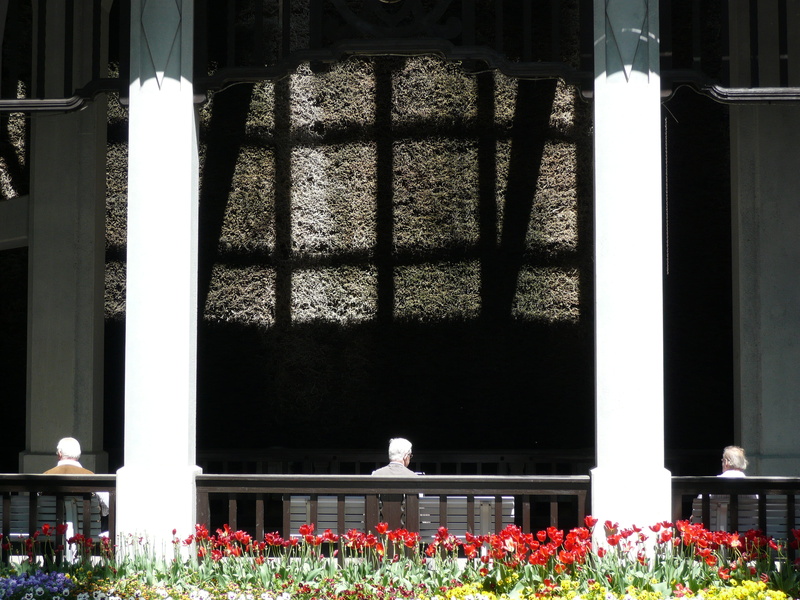 4K, plant, day, architecture, built structure, animal, grey hair, building exterior, bird, building, age, snapshot, sunlight, outdoors, health, no people