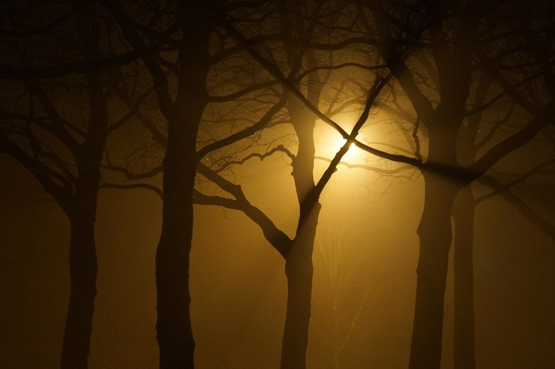 illumination, tranquility, yellow, sunlight, humid, outdoors, darkness, mist, backlit, back lit, tree trunk, 1080P, no people, trunk, tranquil scene, outdoor
