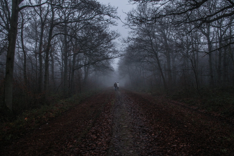 sky, travel, season, mist, direction, solitude, tranquil scene, park, the way forward, wild, diminishing perspective, light, footpath, scenery, foliage