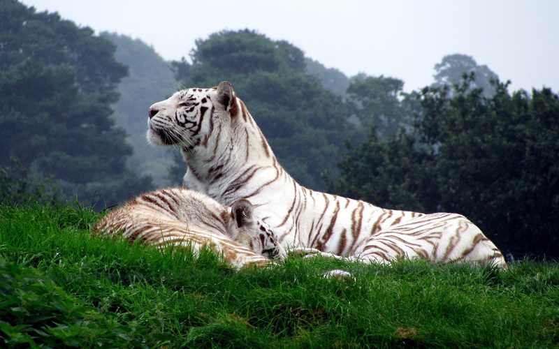 nature, 1080P, white tigers, tiger, animals, big cats