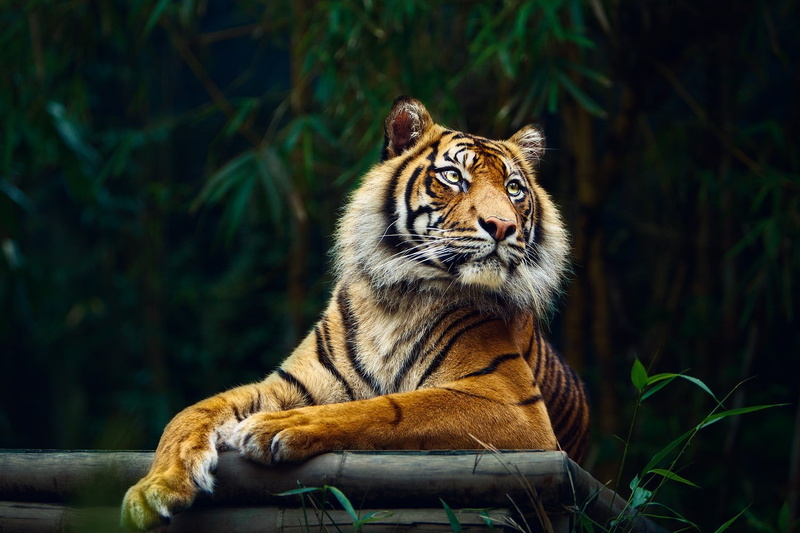big cats, nature, tiger, 720P, animals