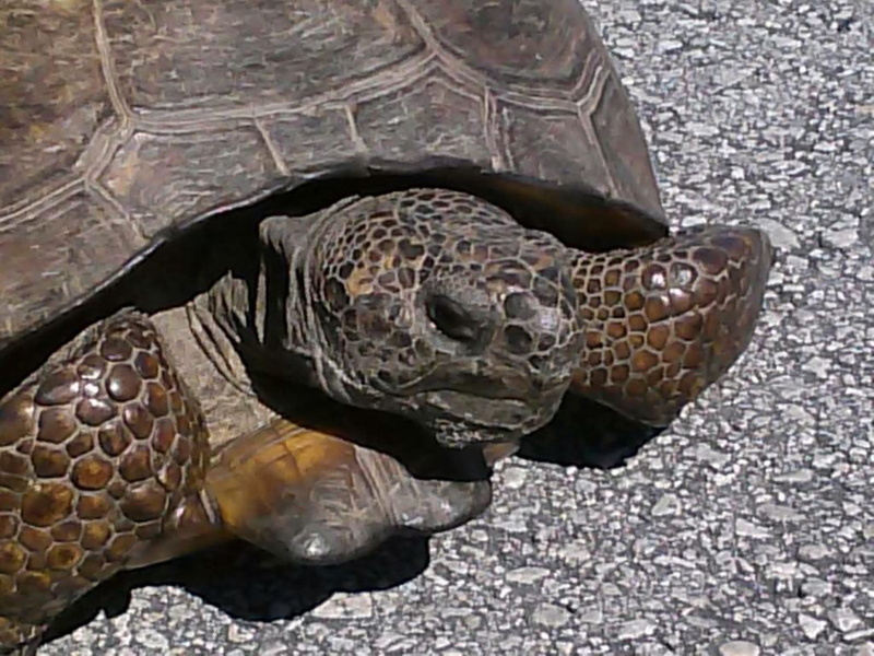 turtle, 480P, close-up, animals, snake, shell, animal head, animal scale, animals in the wild, no people, marine, high angle view, vertebrate, animal