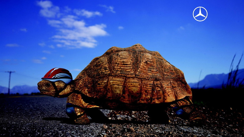 land, commercial, animal shell, shell, artwork, day, animal wildlife, reptile, tortoise, cloud - sky, nature, blue, turtle, close-up, no people, Mercedes Benz
