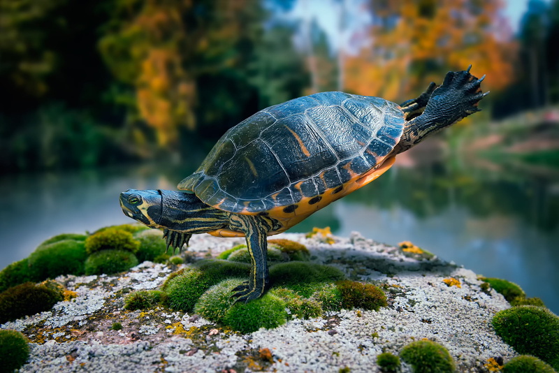 pond, animal themes, rock - object, pets, animal, animal Shell, 1080P, close-up, orange, tortoise, sea, nature, beauty In Nature, turtle, aquatic Reptile