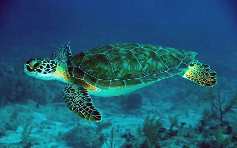 sea, water, 4K, beauty in nature, undersea, animal themes, tortoise shell, sea life, laptops, reptile, marine, hd, scene, underwater, mobile