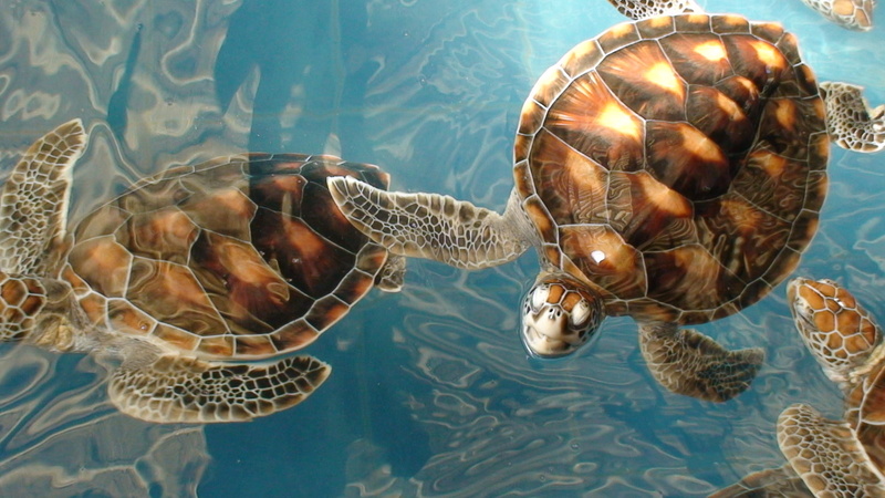 water, two, nature, painting, marine, sea, green Turtle, animal themes, animal, animal wildlife, many, animal Shell, blue, shell, sea Turtle, sea Life
