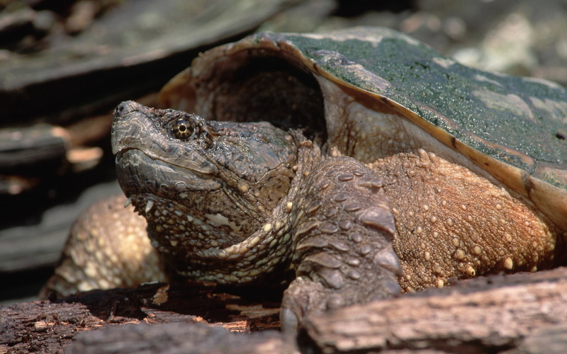 brown, wildlife, animal body part, tortoise, climb, focus on foreground, reptile, turtle, black, animal, animal eye, head, selective focus, vertebrate