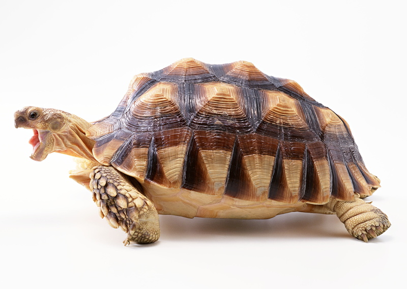 marine, full length, pets, turtle, brown, one Animal, cut out, shell, isolated, animal themes, 2K, white Background, background, animal wildlife, animal Shell