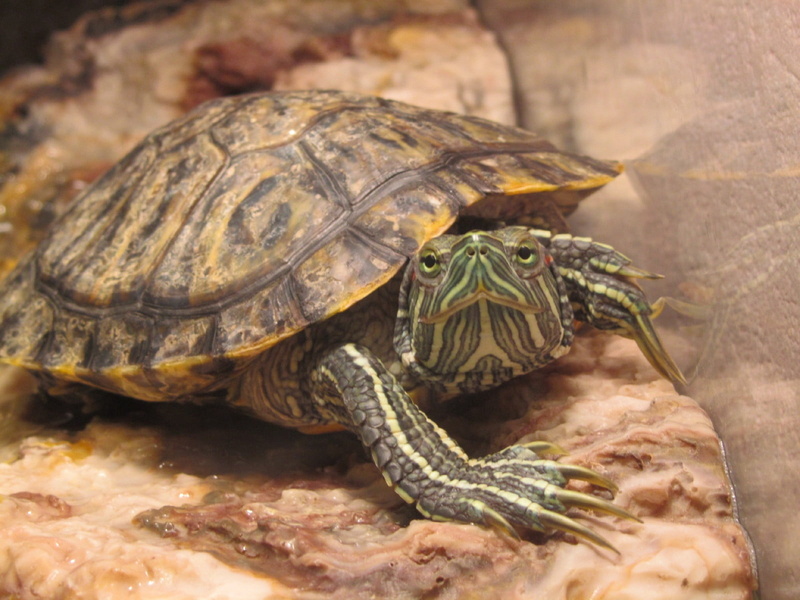 close-up, one animal, animal, day, sea, animals in the wild, slider, marine, eared, animal wildlife, animal body part, tortoise shell, no people, shell