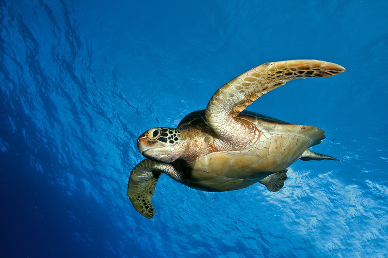 sea Turtle, animal wildlife, turtle, wildlife, undersea, scuba Diving, one animal, tortoise, outdoors, swimming Animal, endangered Species, swimming, underwater diving