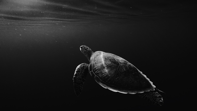 animal shell, animal, water, animals in the wild, reptile, k, animal wildlife, Monochrome, tortoise shell, animal themes, no people, swimming, black background
