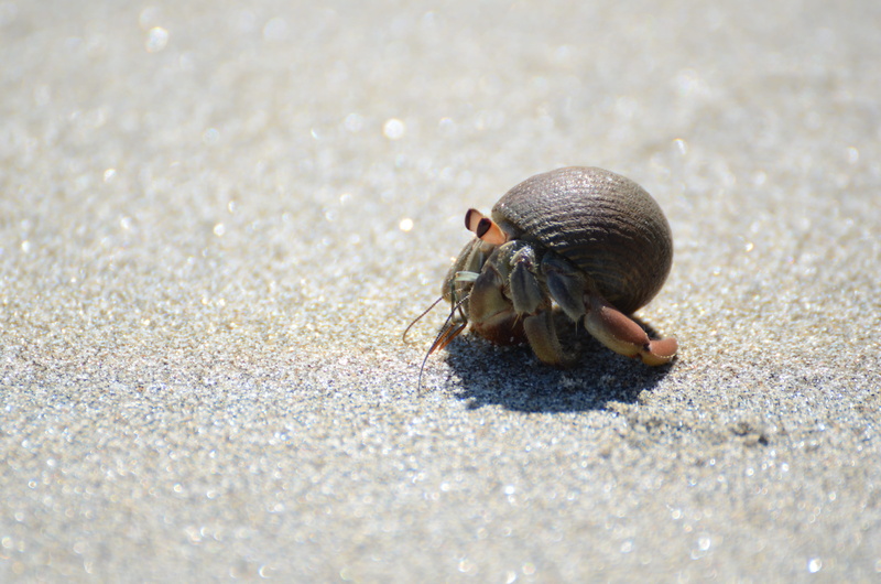sand, day, close-up, animal, photography, brown, animal themes, hermit crab, nature, sunlight, crab, no people, lens, water, animal shell, wildlife, marine