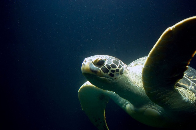 one animal, wildlife, nature, animals in the wild, reptile, sea Turtle, green Turtle, marine life, water, one person, sea, turtle, animal wildlife, 2K