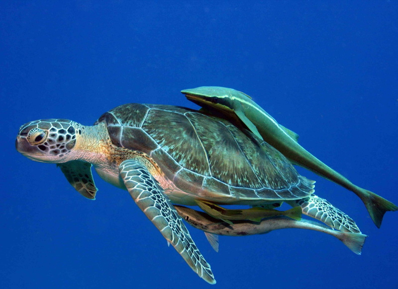 water, tortoise shell, blue, nature, sea, vertebrate, one animal, animal themes, marine, animal, tortoise, undersea, reptile, 1080P, swimming, turtle hd widescreen  backgrounds