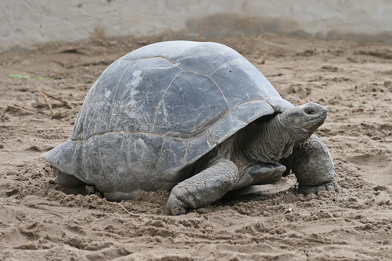 tortoise shell, outdoors, aldabra giant tortoise, animal, turtle, animal shell, animal wildlife, animal themes, shell, tortoise, day, nature, land, vertebrate