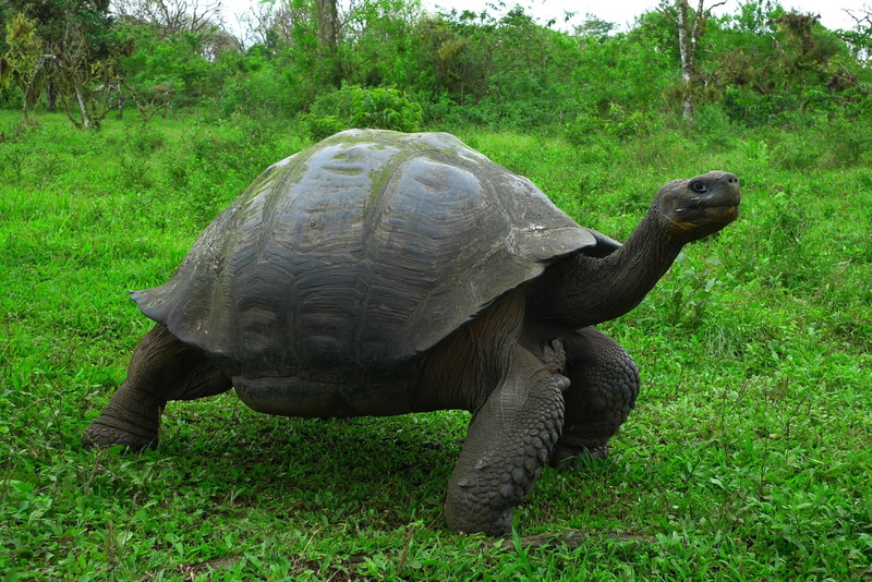 turtles, growth, wildlife, black, tree, green Color, field, day, tortoise, one Animal, reptile, outdoors, plant, vertebrate, no people, animals In The Wild