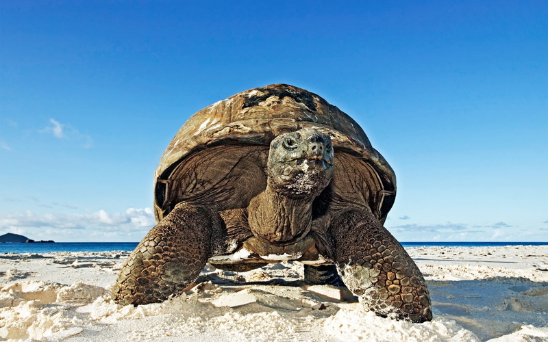 one animal, animals in the wild, vertebrate, brown, 1080P, shell, animal, sky, sea, day, beach, sand, famous Place, sunlight, travel Destinations, land