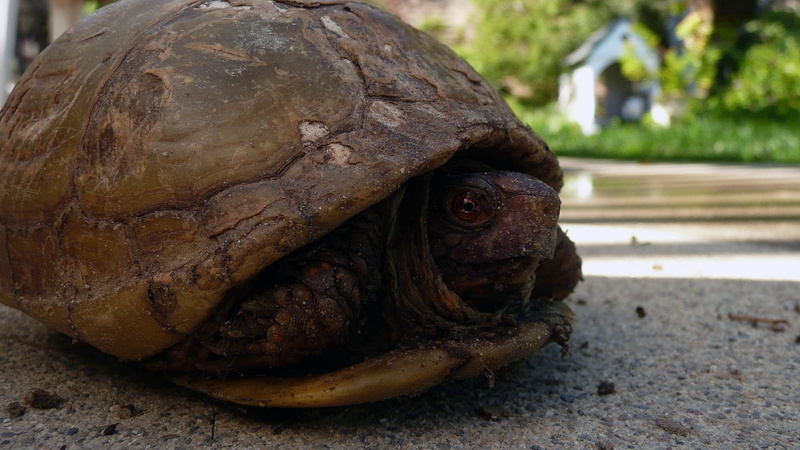 day, animal wildlife, 1080P, brown, reptile, head, animals in the wild, nature, outdoors, animal eye, one animal, animal body part, vertebrate, shell