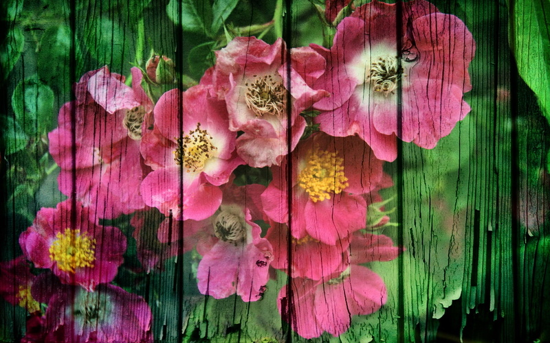 white, still, hd, pink, painting, life, wild, 1080P, panel, photography, roses